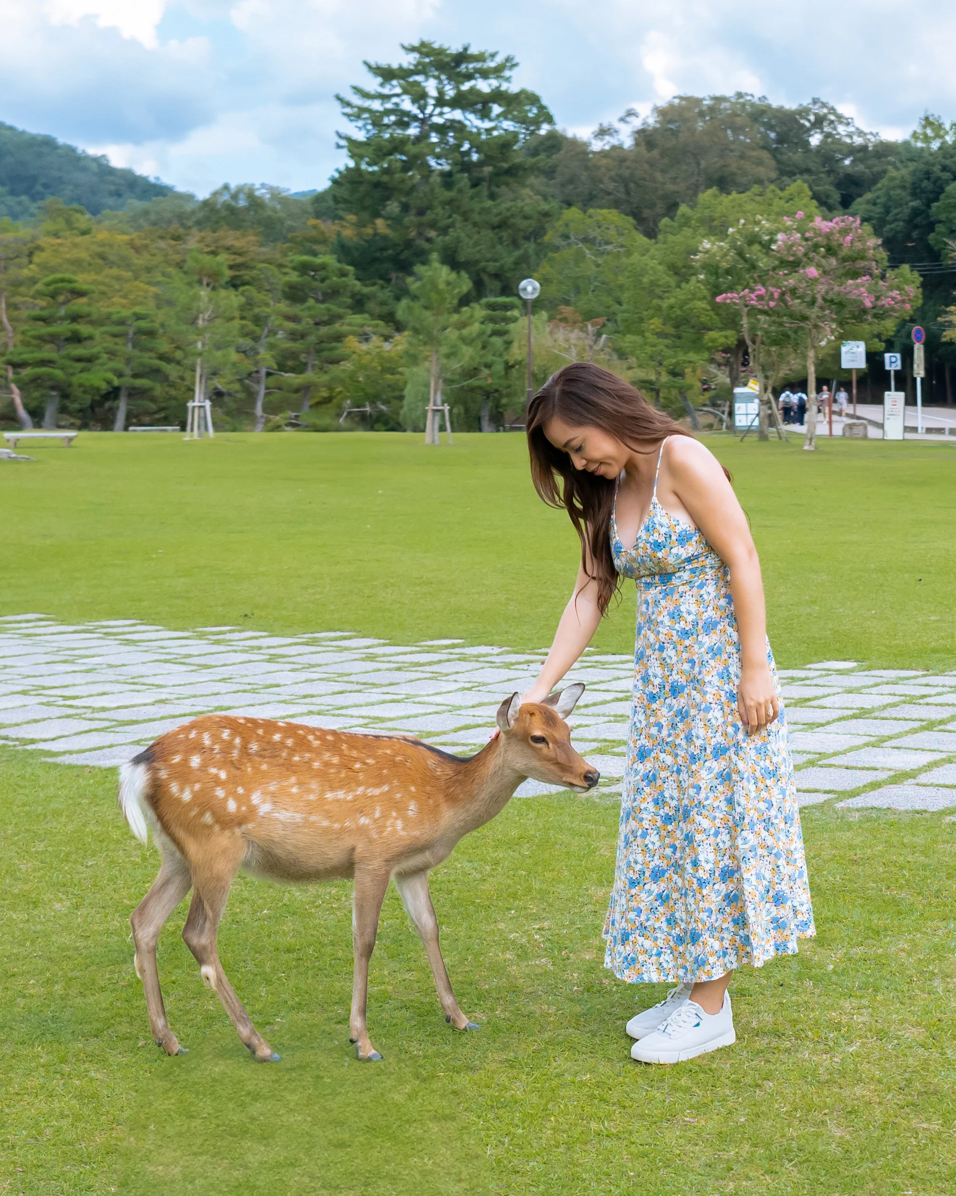 Deer park in Nara, Japan