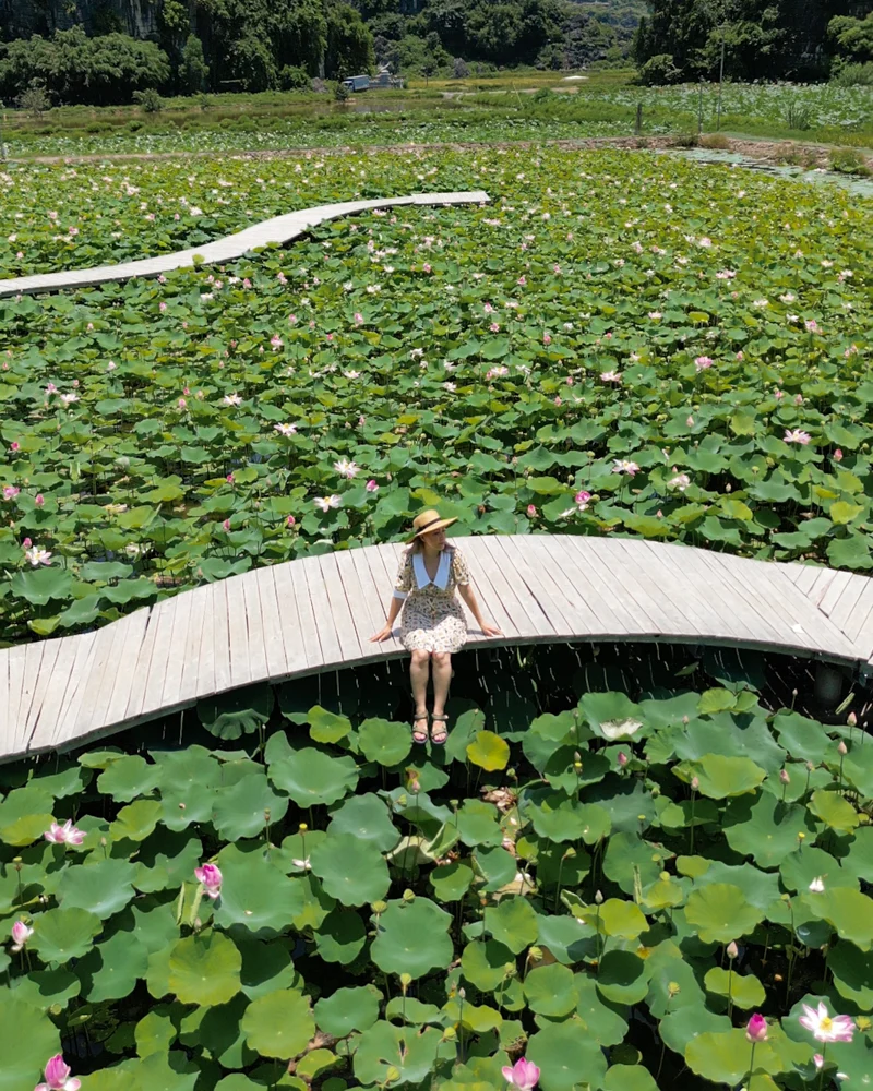 Woman sitting in lotus pond in Ninh Binh, Vietnam.