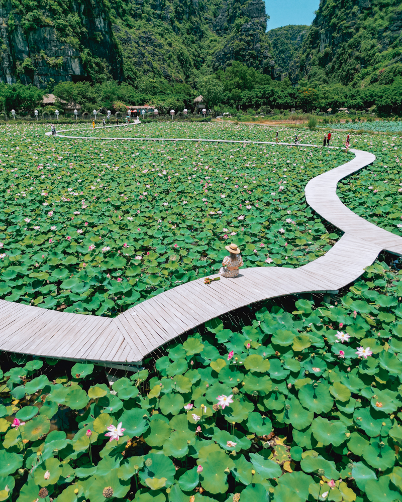 Lotus pond in Ninh Binh, Vietnam